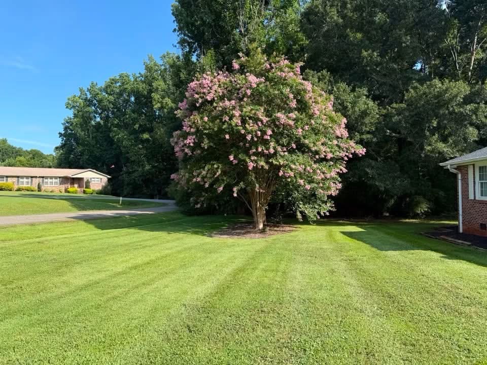 A flowering crape myrtle tree in a freshly mowed residential lawn with crisp striping